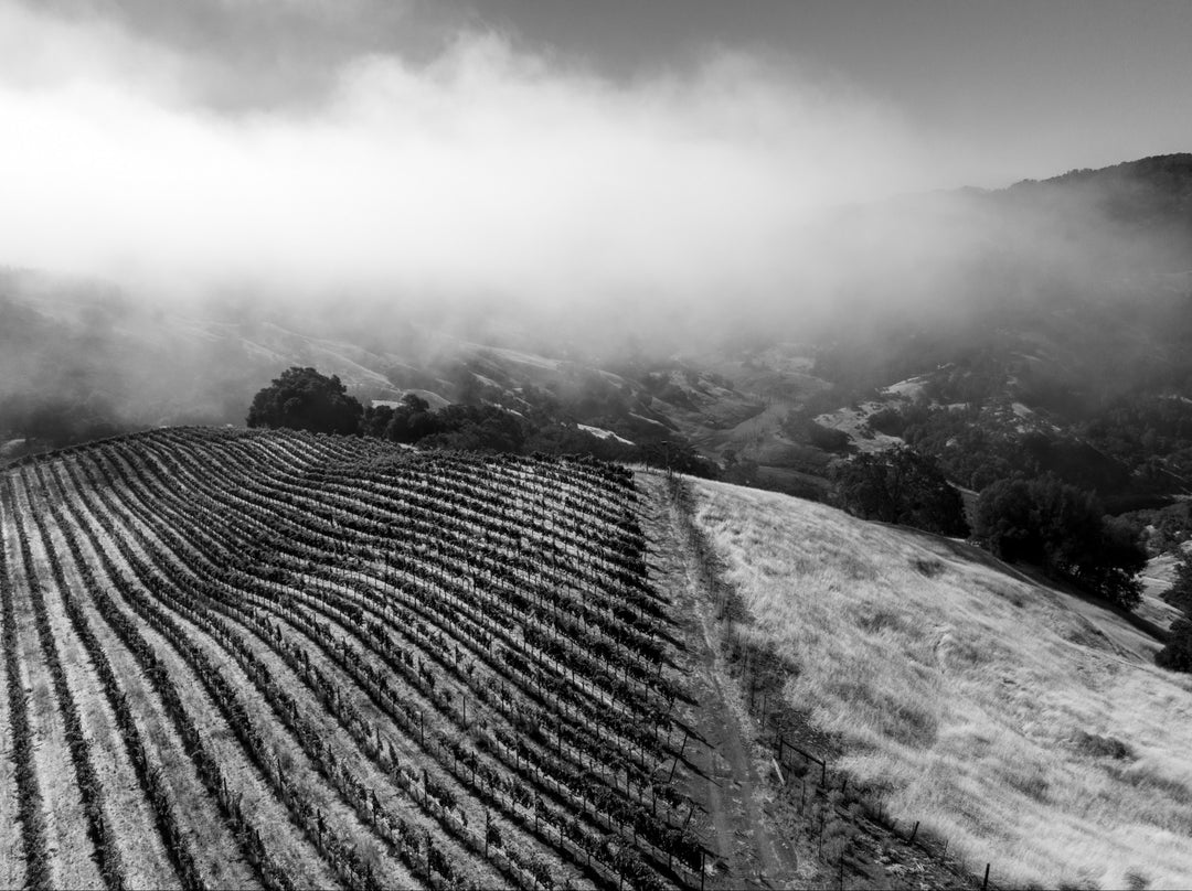 Devil Proof Vineyards