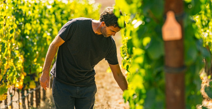 Waypoint Wines